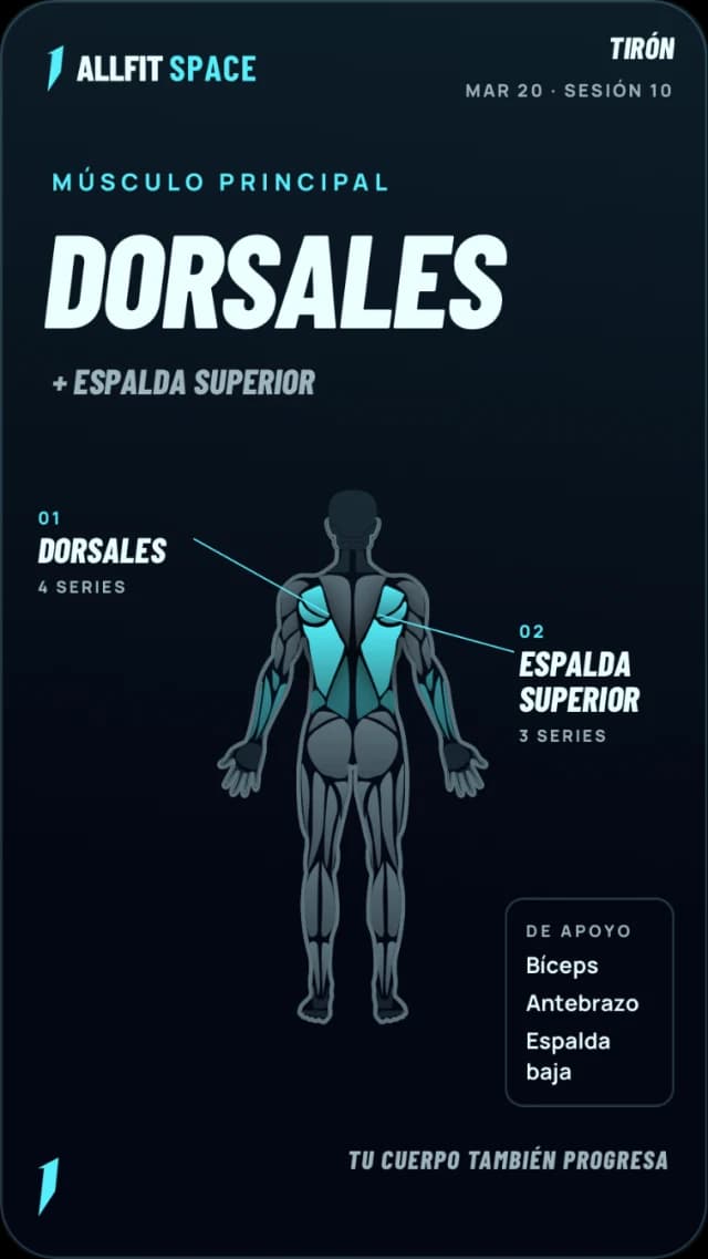 Tarjeta de músculos: dorsales y espalda superior, trabajados en la sesión de Tirón.